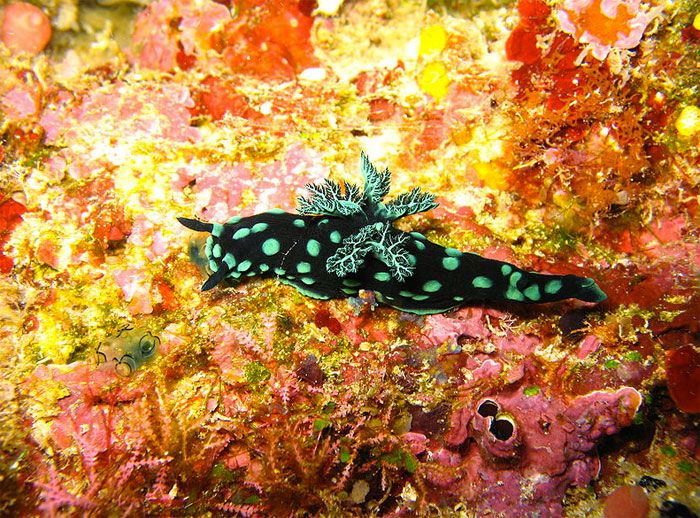 Beautiful Underwater Creatures (27 pics)