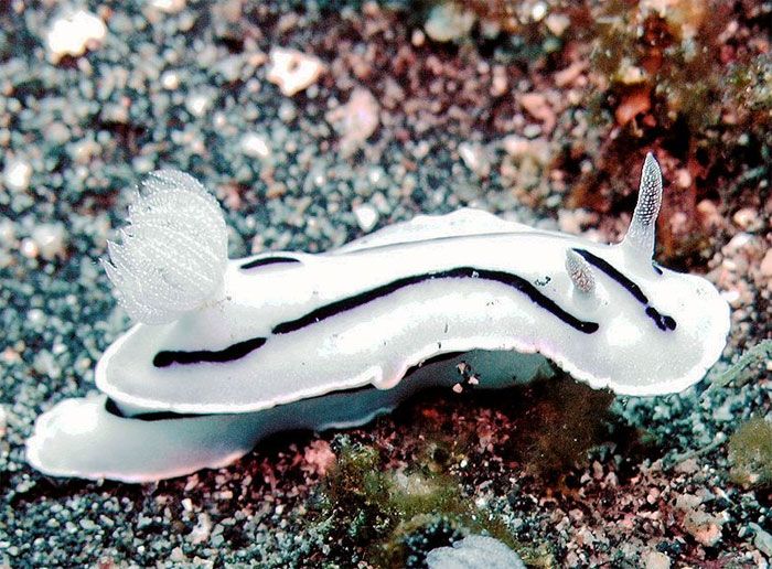 Beautiful Underwater Creatures (27 pics)