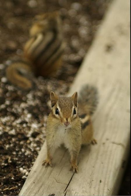 Cute Squirrels (47 pics)