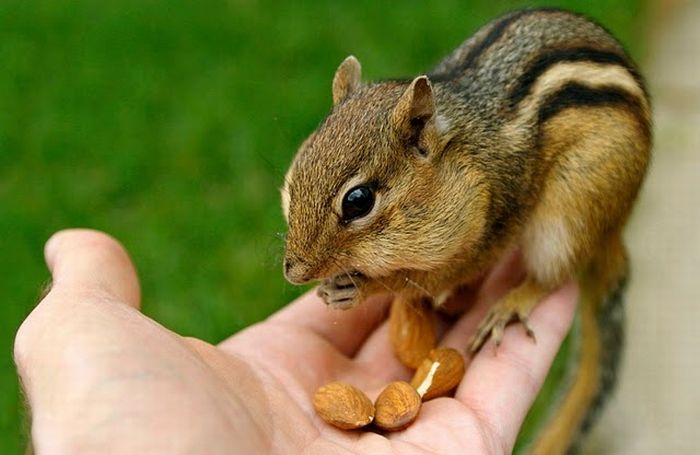 Cute Squirrels (47 pics)