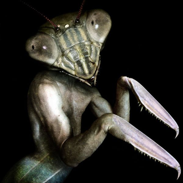 Scary Creatures of Francesco Sambo (8 pics)