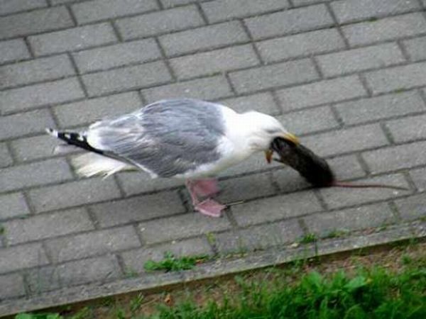A Seagull Swallows an Entire Dead Rat (5 pics)