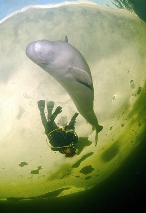 Swimming With Belugas (15 pics)