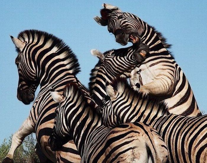 Acid Picdump (133 pics)