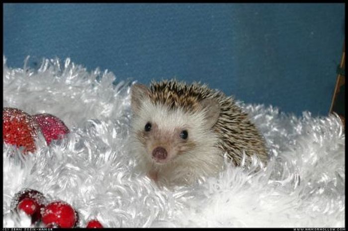 Cute Hedgehogs (55 pics)