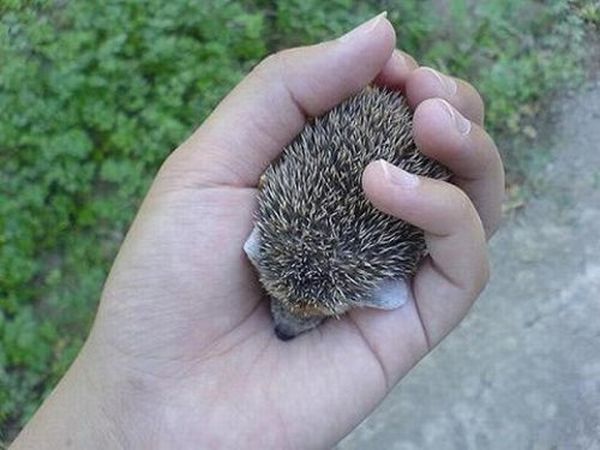 Cute Hedgehogs (55 pics)