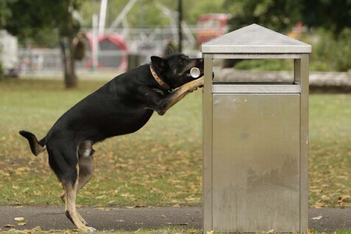 Dog That Picks Up Litter (11 pics)