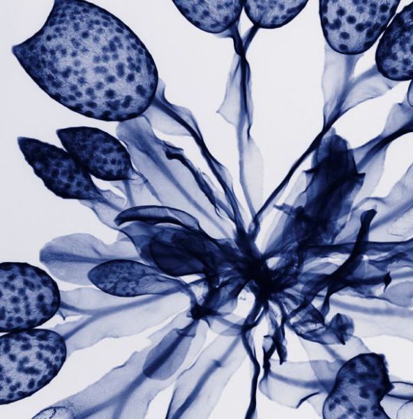 Flowers Under X-Ray (19 pics)