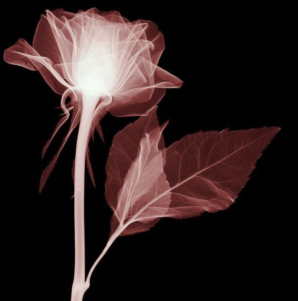 Flowers Under X-Ray (19 pics)