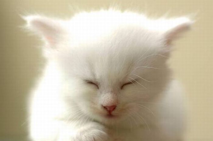 Cute White Kitten (8 pics)