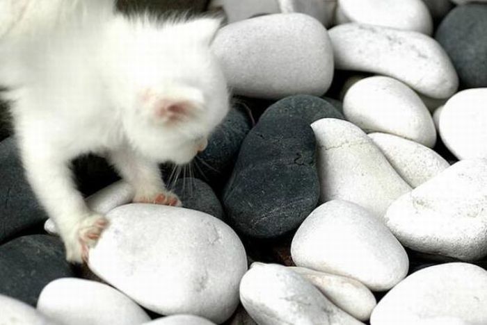 Cute White Kitten (8 pics)