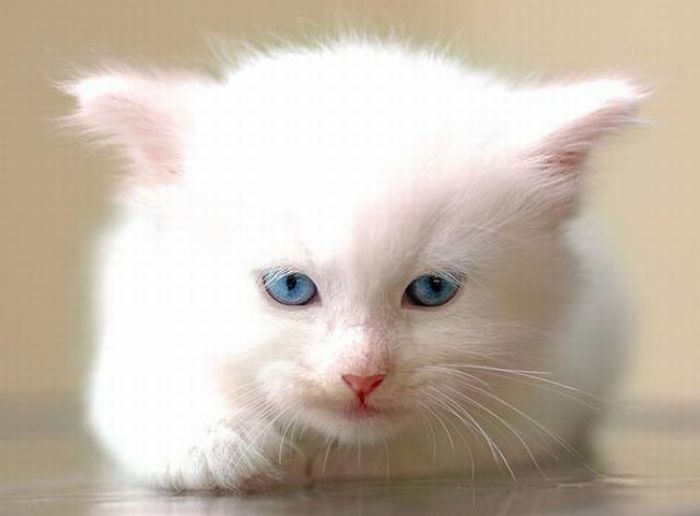 Download Cute White Kitten (8 pics)
