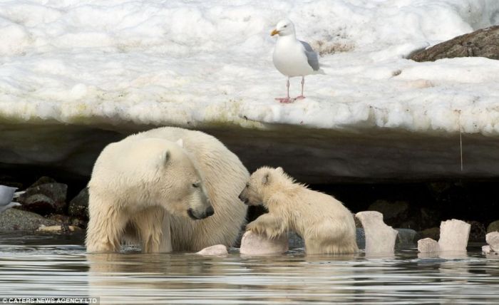 A Polar Bear Cub Slipped Into The Icy Water (4 pics)
