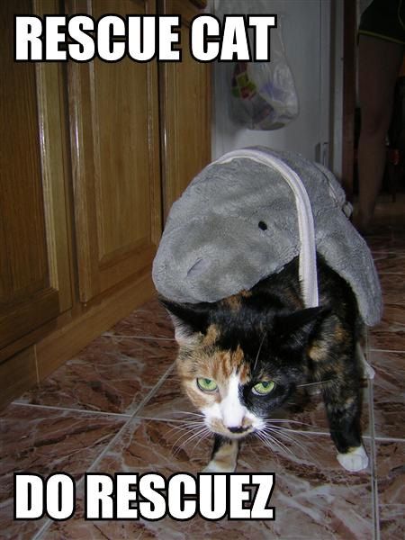 Cats and Dogs in Shark Costumes (23 pics)