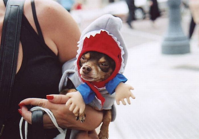 Cats and Dogs in Shark Costumes (23 pics)