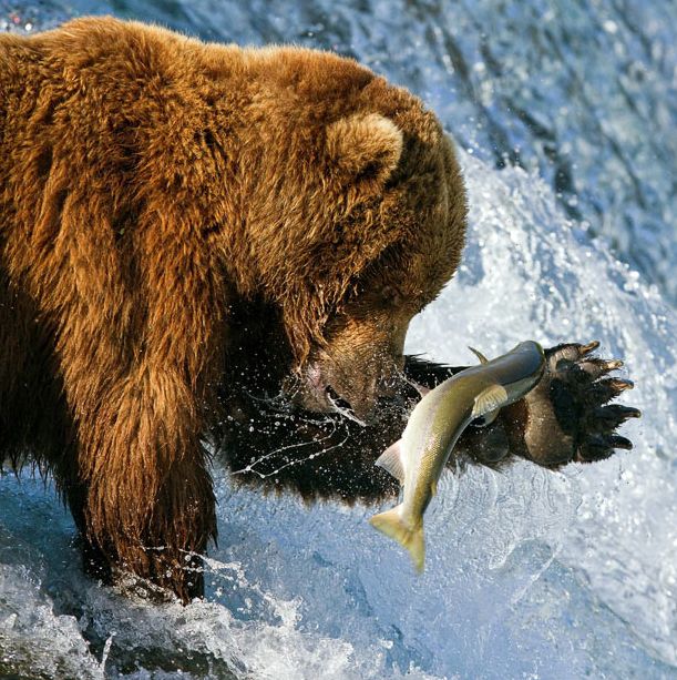 Bears Fishing for Salmon in a River in Alaska (17 pics)
