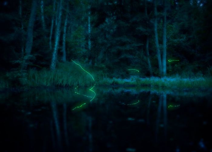 Fireflies (21 pics)