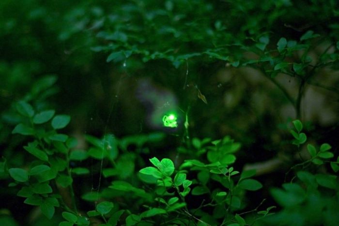 Fireflies (21 pics)