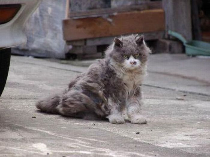Angry Cat (6 pics)