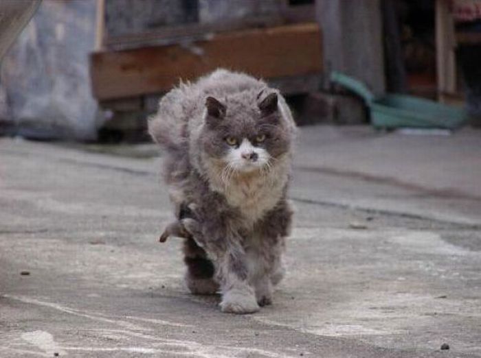 Angry Cat (6 pics)
