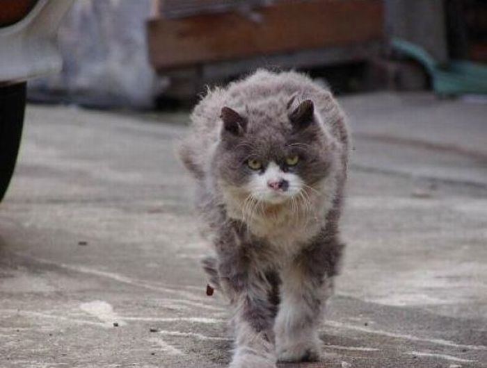Angry Cat (6 pics)