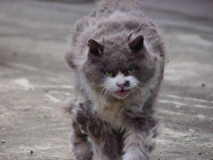 Angry Cat (6 pics)