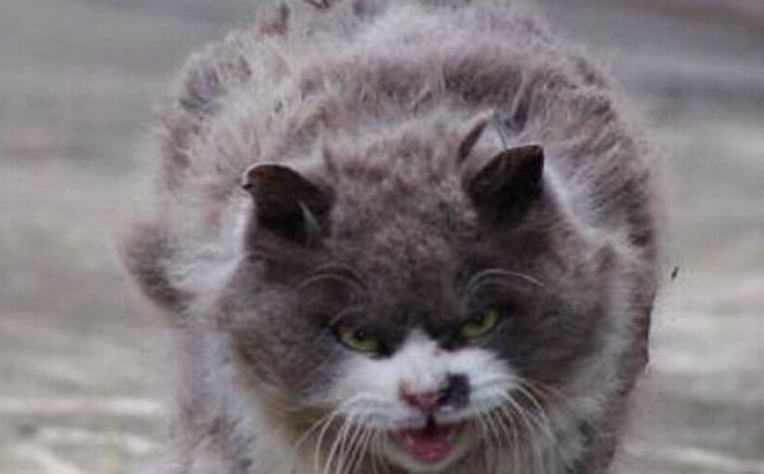 Angry Cat (6 pics)