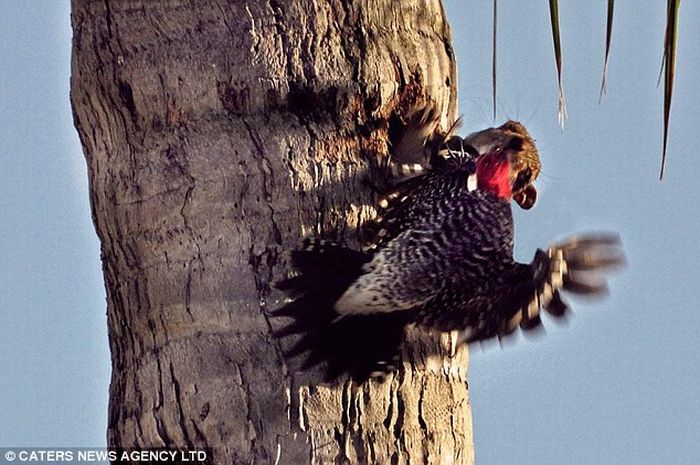 Squirell Steals a Woodpecker's House (3 pics)