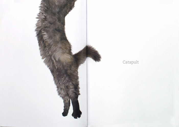 Cat Capers (82 pics)