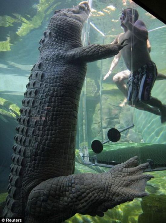 Extreme Diving (5 pics)