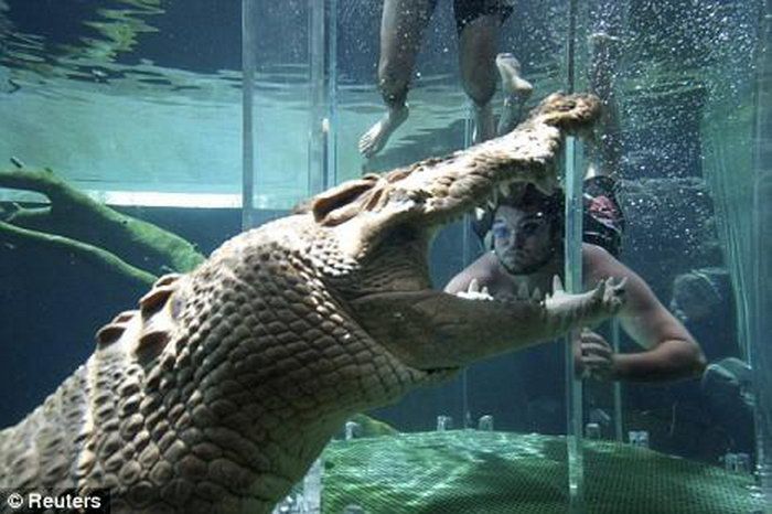 Extreme Diving (5 pics)