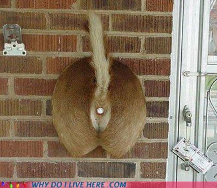 When Your Neighbors Are Too Weird (49 pics)