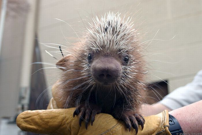 Cute Baby Porcupines (34 pics)