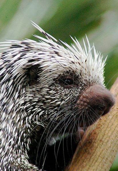 Cute Baby Porcupines (34 pics)