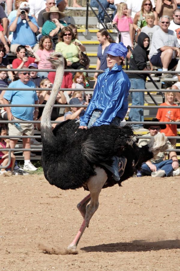Ostrich Festival in Arizona (9 pics)