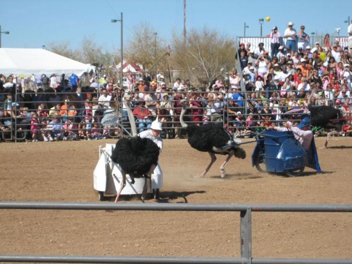 Ostrich Festival in Arizona (9 pics)