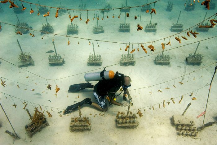 Volunteers Grow Coral Reefs (13 pics)