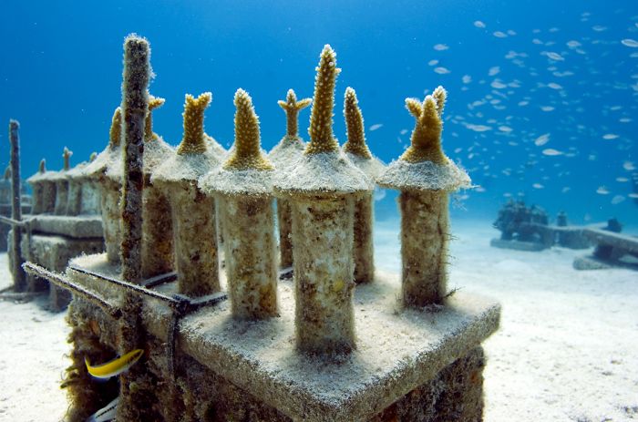 Volunteers Grow Coral Reefs (13 pics)