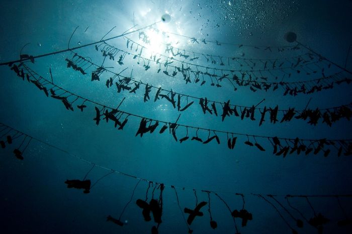 Volunteers Grow Coral Reefs (13 pics)