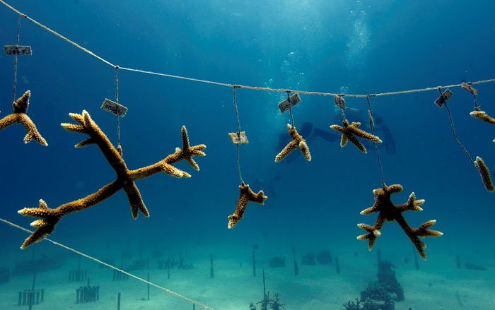 Volunteers Grow Coral Reefs (13 pics)