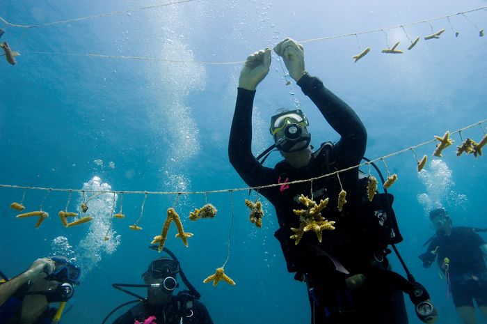 Volunteers Grow Coral Reefs (13 pics)