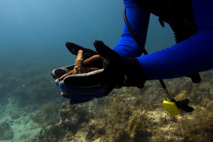 Volunteers Grow Coral Reefs (13 pics)