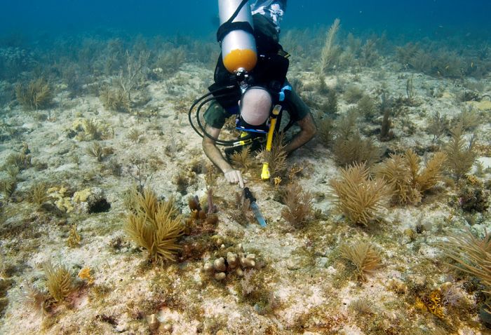 Volunteers Grow Coral Reefs (13 pics)