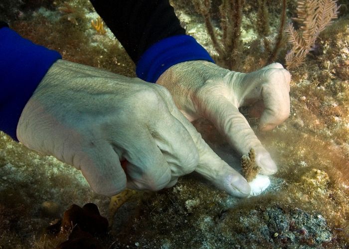 Volunteers Grow Coral Reefs (13 pics)