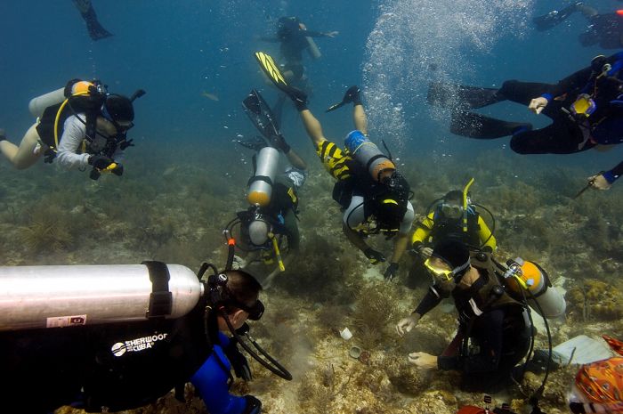 Volunteers Grow Coral Reefs (13 pics)