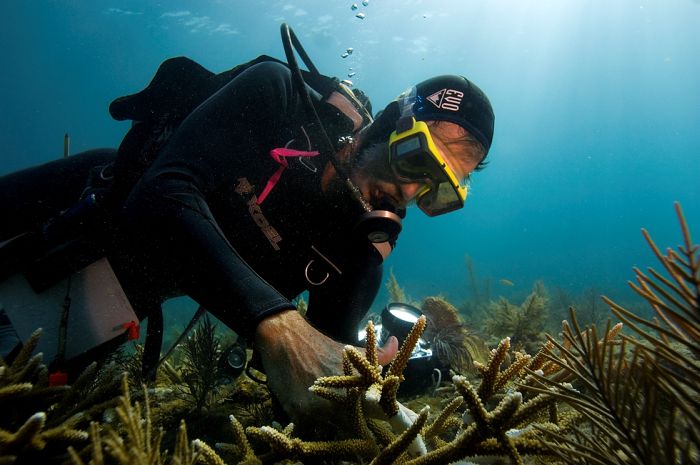 Volunteers Grow Coral Reefs (13 pics)