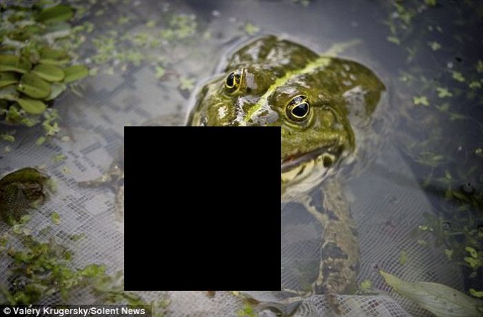 Unbelievable. Frog Eats a Fish! (3 pics)