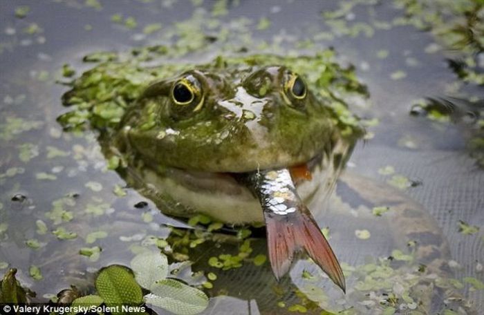 Unbelievable. Frog Eats a Fish! (3 pics)