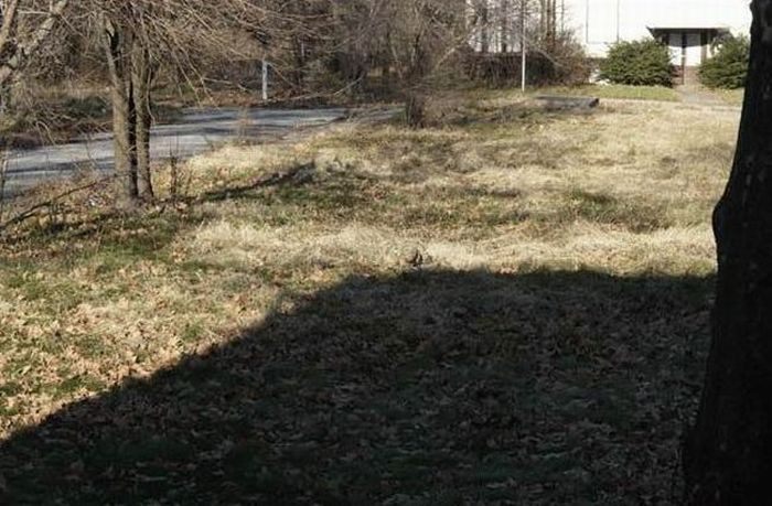 Masters of Disguise (18 pics)