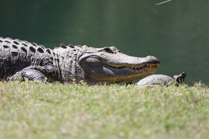 Turtle and Crocodile BFF (10 pics)